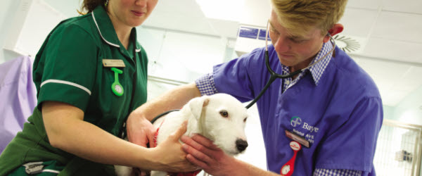 Bachelor Of Veterinary Science - The Veterinary Map